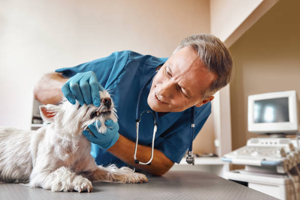  Wedgefield, SC Emergency Dentist Pros